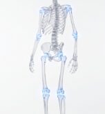 Skeleton_focused_on_healthy_joints_202607111730